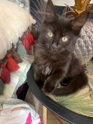 Female kittens ready now