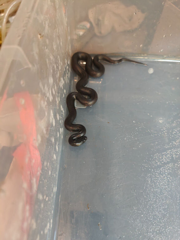 Mexican kingsnake