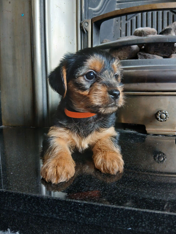 Yorkshire terrier puppies ***READY NOW***