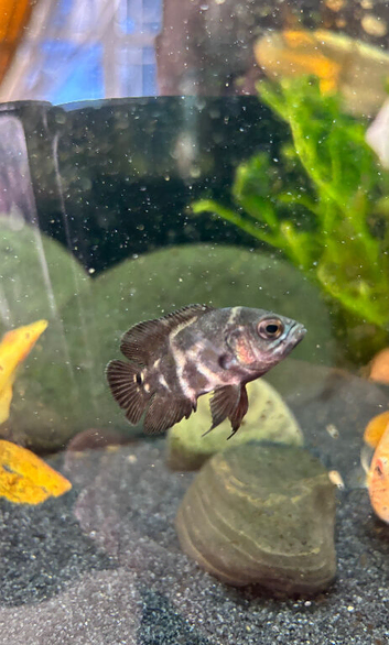 Common Oscars and Albino Oscars!!!