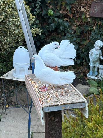 White Fantail Pigeon