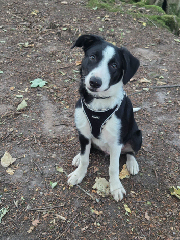Beautiful black white and tan puppy