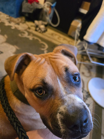 8 months old beautiful boy