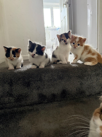 Kittens for sale