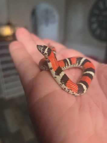 Tri Colour Hognose Snakes