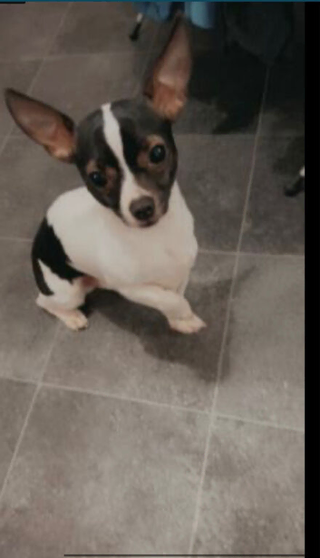 Beautiful dog for sale