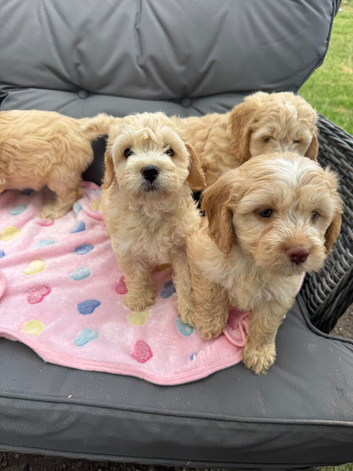 Cockapoo puppies fully vaccinated!
