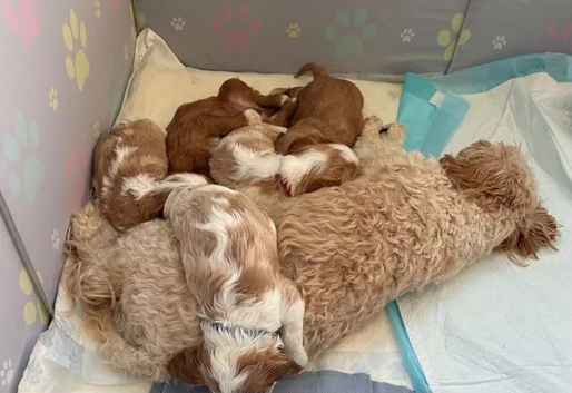 Stunning Home Raised Cavachon Puppies