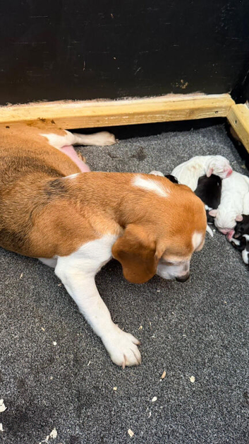 Beagle ,, kc reg Charter-wood /davicard  champion beagles