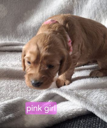 Cockerpoo puppies for sale