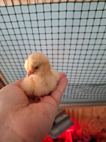 Orpington chicks