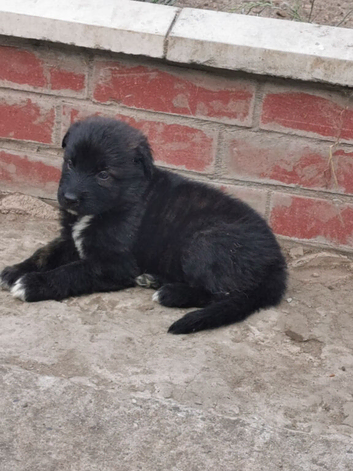Beautiful German shepard pups