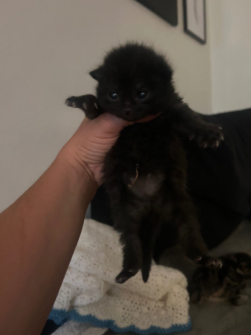3 kittens for sale