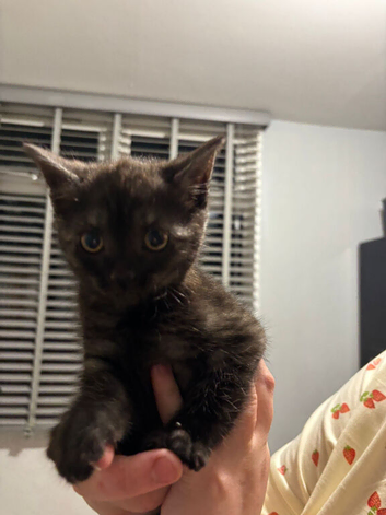 Super cute kittens