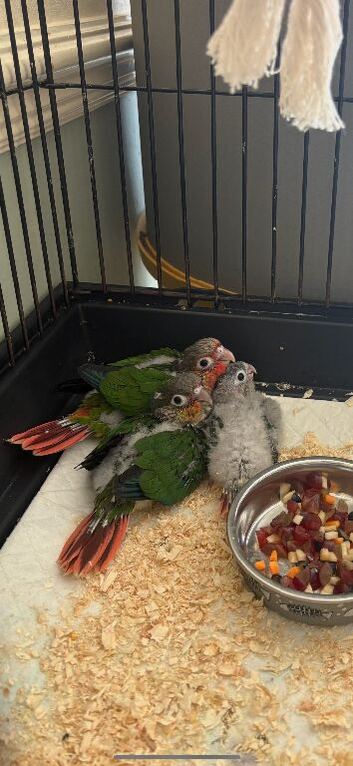 2 Green cheek Conures