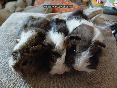 Cuddly sows