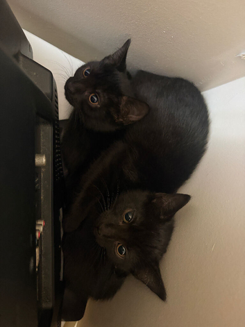 2 beautiful girls