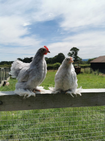 Lavender Pekin Pair