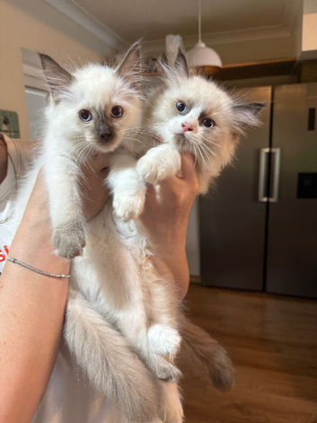 READY NOW DNA CLEAR ragdoll kittens
