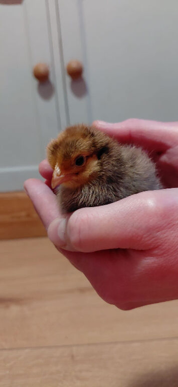 Week old unsexed pekin bantams and polish bantam chicks