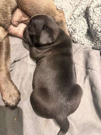 Beautiful pug puppies