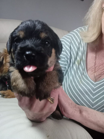 3 beautiful border terrier puppies looking for forever homes.