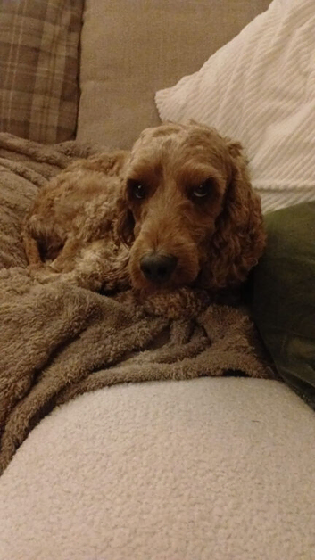 Cockapoo