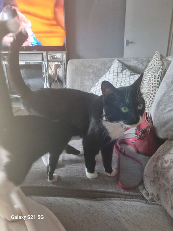 Adult boy and 2 13 week old kittens