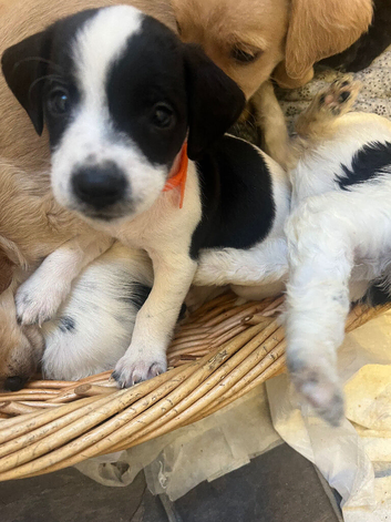 8 beautiful jackapoo puppies