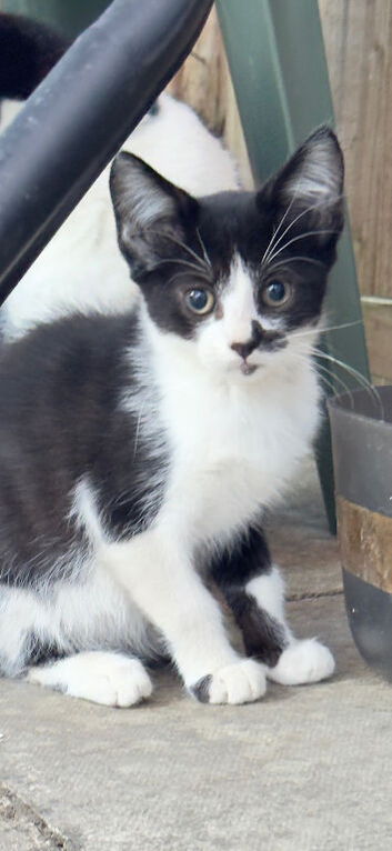 3 cutes kitten