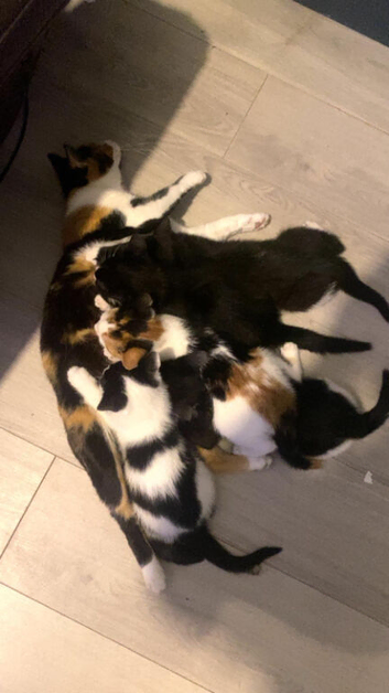 Adorable playful 11 week old kittens ready for their new homes