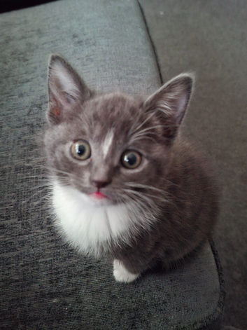 Beautiful kittens.
