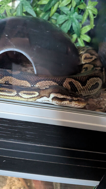 Royal python