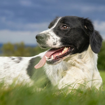 Missing black and white spaniel x lab