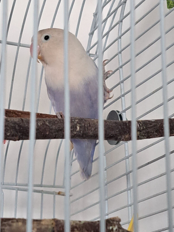Lovebird and tall cage