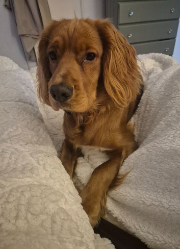 16 month old cocker spaniel