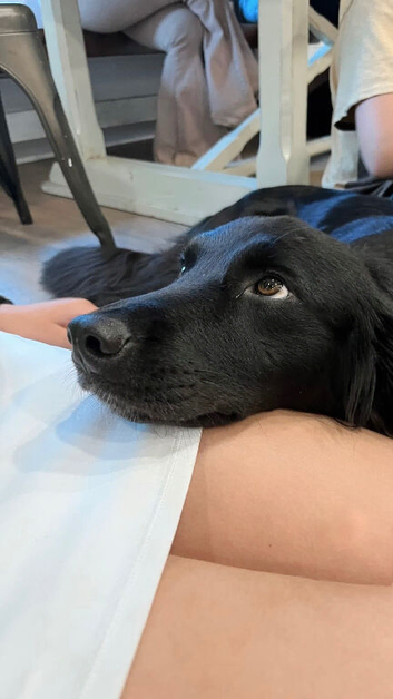 Milo- 12 month old Labrador Collie Puppy