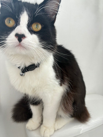 Oreo-male cat