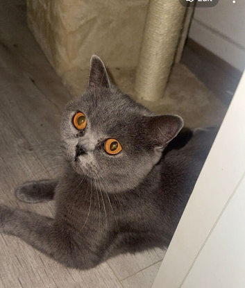 Beautiful Olivia Looking for Her Forever Home