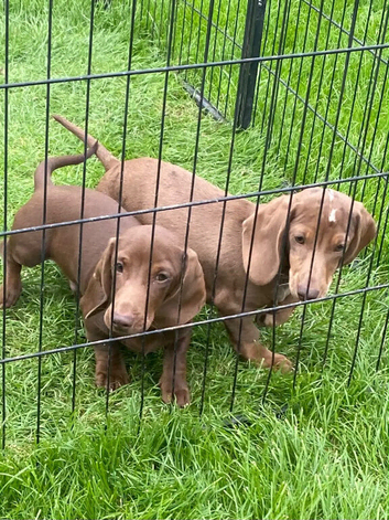 Miniature dachshund puppies