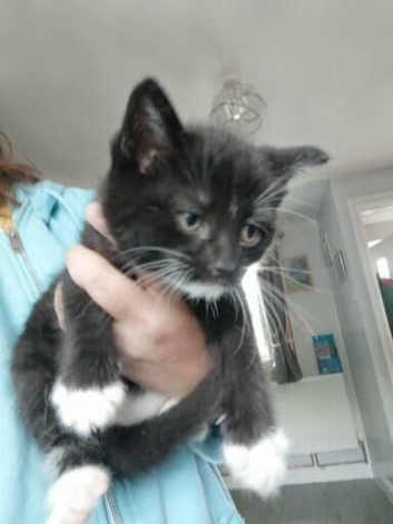 Kittens for sale READY NOW