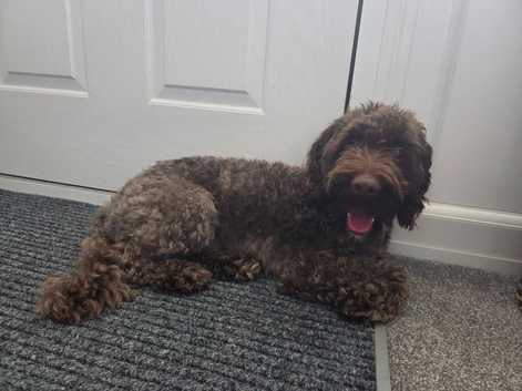 cockapoo READ FULLY
