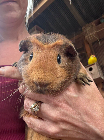 Gorgeous Agouti Guinea pig brothers