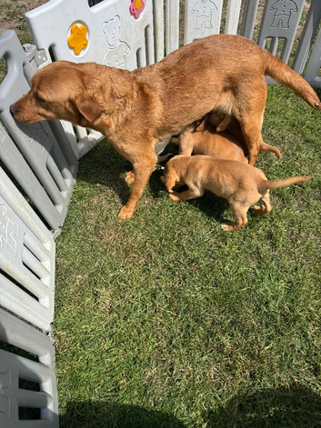 Stunning kc registered Labrador puppies