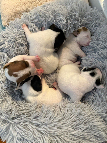 Traditional JRT Raised With Care