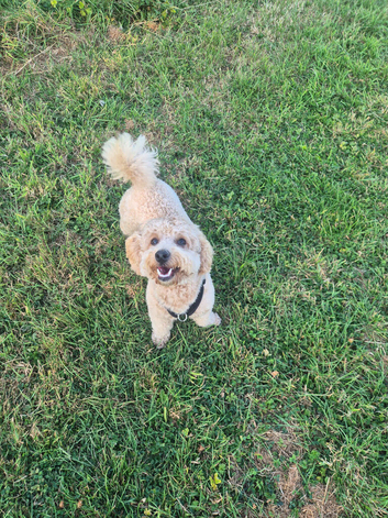 Gorgeous female cavapoo pup