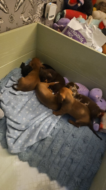 Beautiful Minature Dashound Puppies