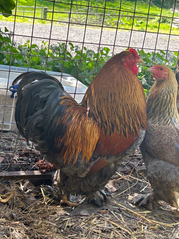 Beautiful pair of blue partridge Brahma bantams