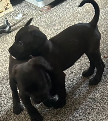 Female Cocker Spaniel &times; Bullmastiff Puppy |