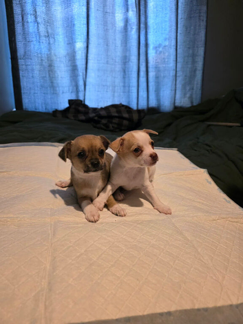 Teacup chihuahuas